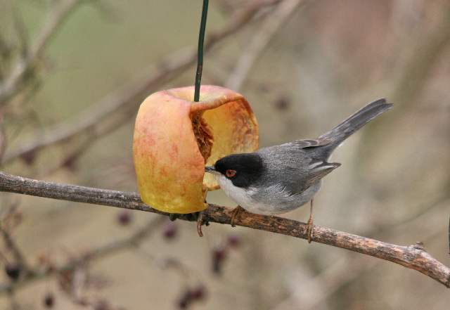 E'' un sorbo? no, Malus sp.